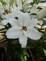 [4273 Magriet Slijkerman Mak No202.JPG]